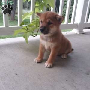 Nick, Shiba Inu Puppy