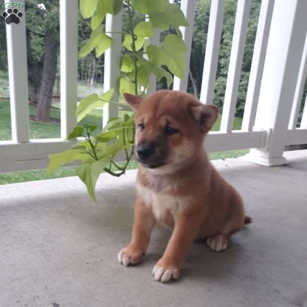 Nesquick, Shiba Inu Puppy