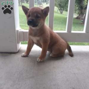 Nevin, Shiba Inu Puppy