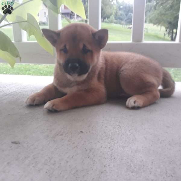 Nevin, Shiba Inu Puppy