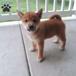 Nickel, Shiba Inu Puppy