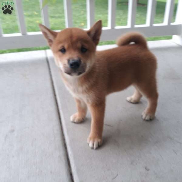 Nickel, Shiba Inu Puppy