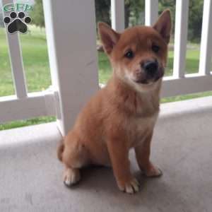 Nickel, Shiba Inu Puppy