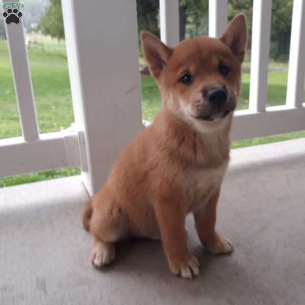 Nickel, Shiba Inu Puppy