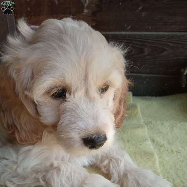 Dan, Cockapoo Puppy