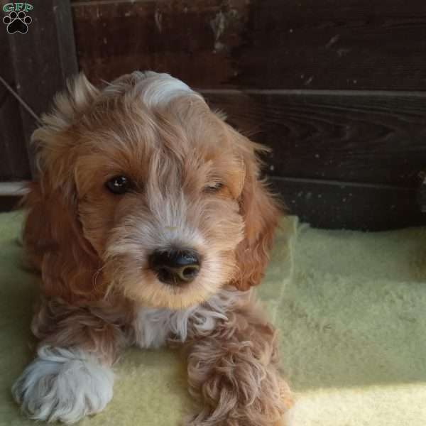 Dorothy, Cockapoo Puppy