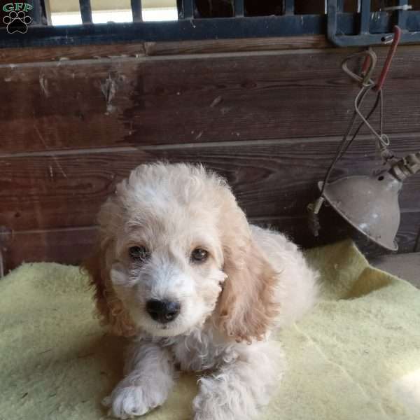 Daisy, Cockapoo Puppy