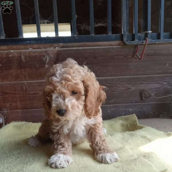 Duke, Cockapoo Puppy