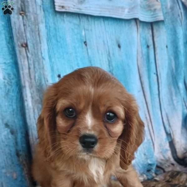 Macey, Cavalier King Charles Spaniel Puppy