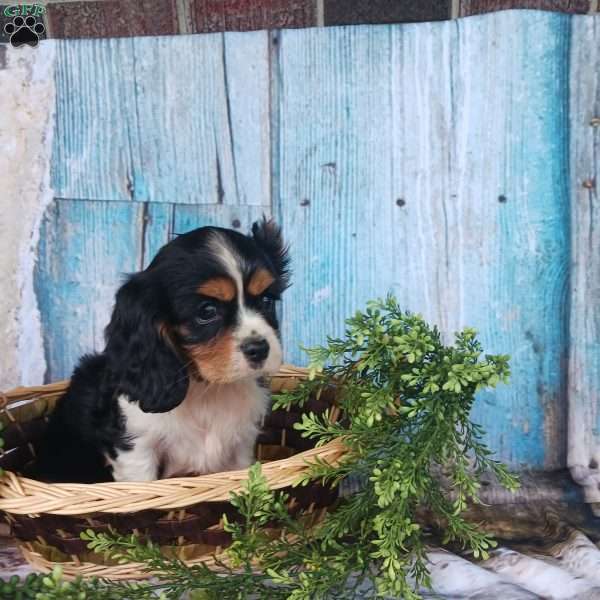 Asher, Cavalier King Charles Spaniel Puppy