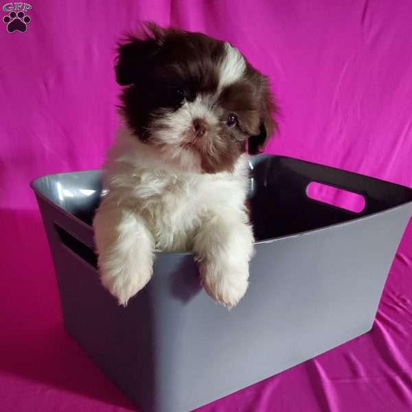 Amber, Shih Tzu Puppy