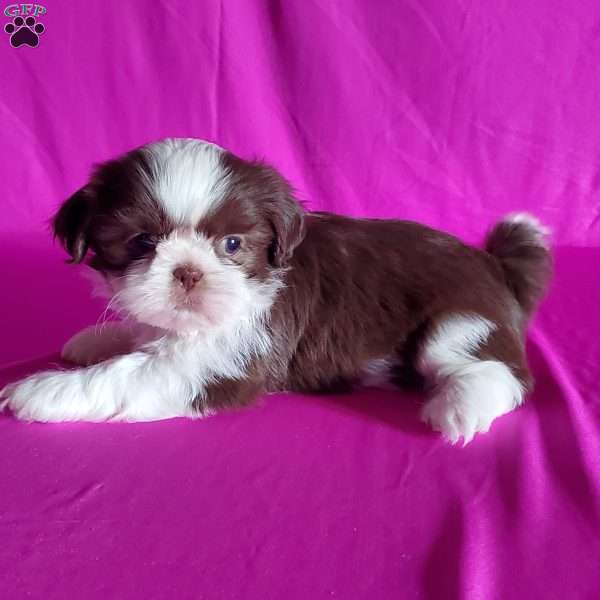 Abby, Shih Tzu Puppy