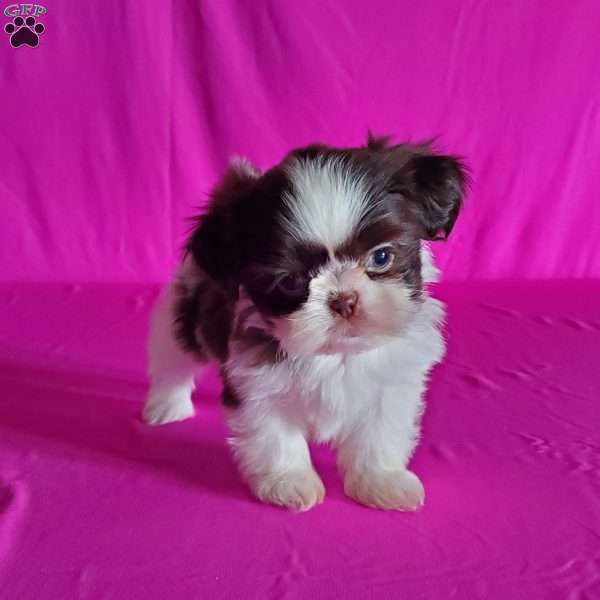 Avery, Shih Tzu Puppy