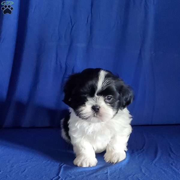 Asher, Shih Tzu Puppy