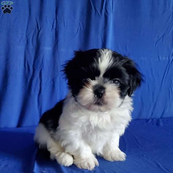 Anson, Shih Tzu Puppy