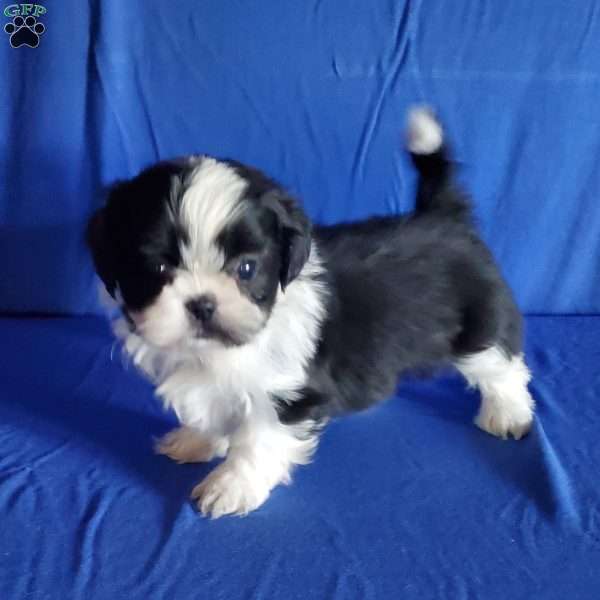 Alex, Shih Tzu Puppy