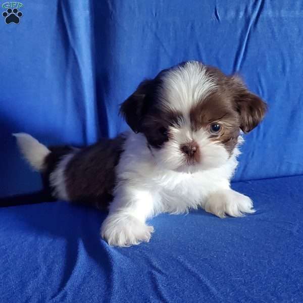 Archy, Shih Tzu Puppy