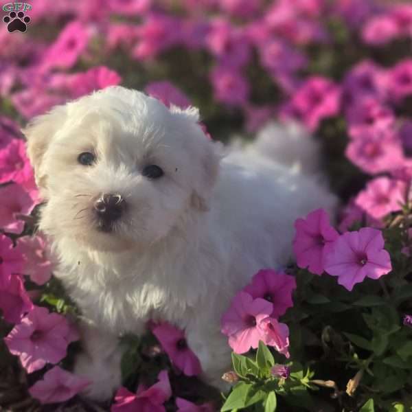 Belle, Bichon Frise Puppy