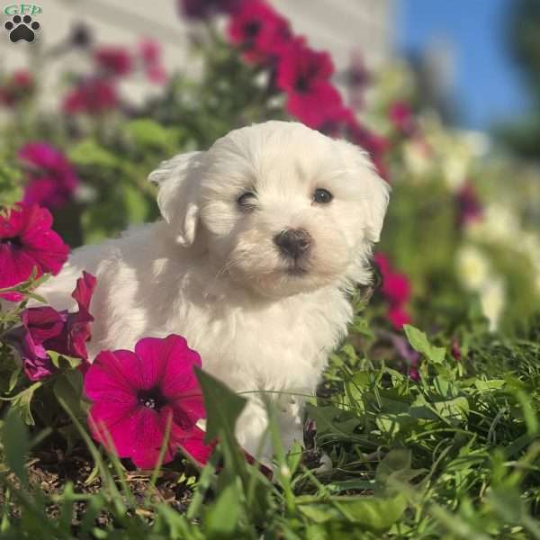 Blaze, Bichon Frise Puppy