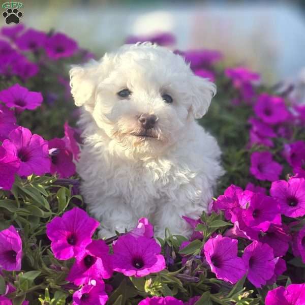 Buzz, Bichon Frise Puppy