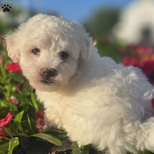 Buster, Bichon Frise Puppy