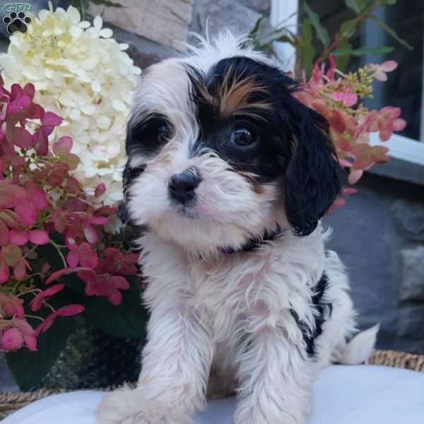 Bubbles, Cavapoo Puppy