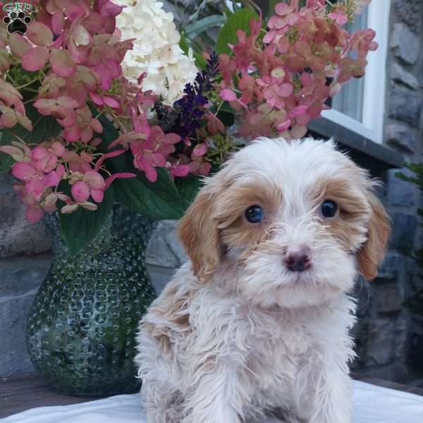 Sunshine, Cavapoo Puppy