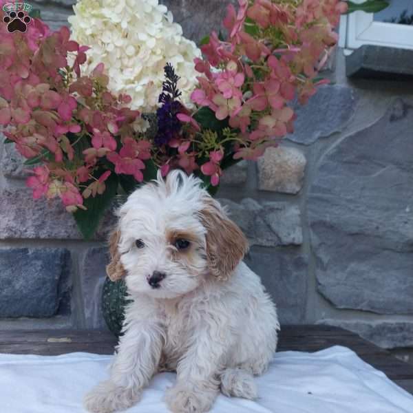 Snickers, Cavapoo Puppy