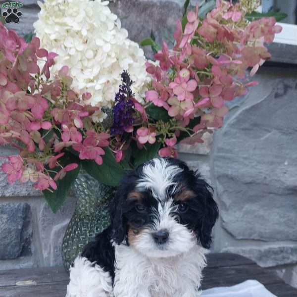 Chase, Cavapoo Puppy