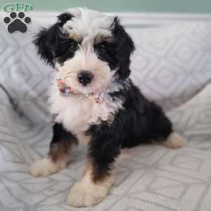 Maximus, Bernedoodle Puppy