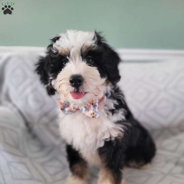 Maximus, Bernedoodle Puppy