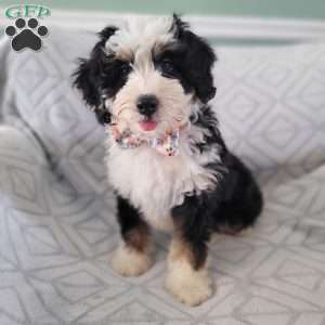 Maximus, Bernedoodle Puppy