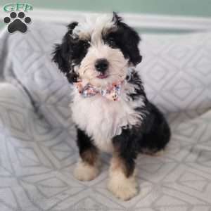 Maximus, Bernedoodle Puppy