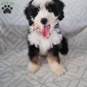 Maximus, Bernedoodle Puppy