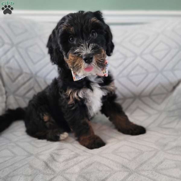 Ajax, Bernedoodle Puppy