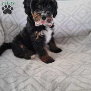 Ajax, Bernedoodle Puppy