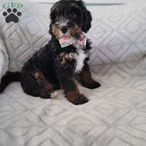 Ajax, Bernedoodle Puppy