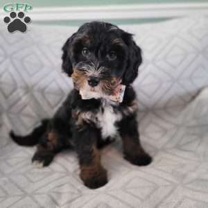 Ajax, Bernedoodle Puppy