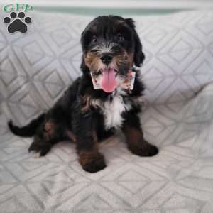 Ajax, Bernedoodle Puppy