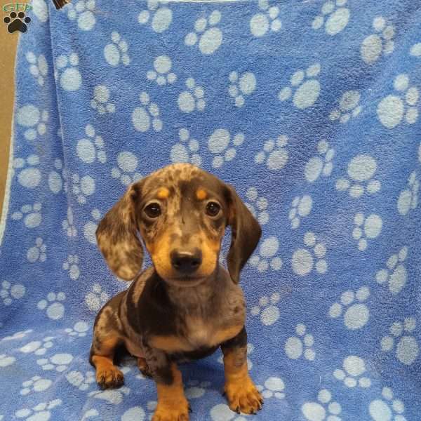 Reba, Dachshund Puppy