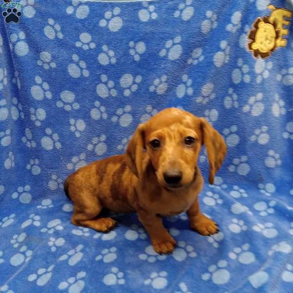 Rocky, Dachshund Puppy