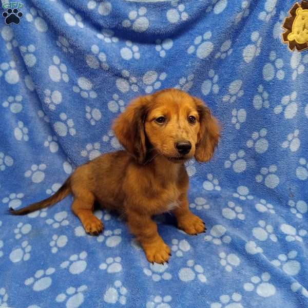 Rachel, Dachshund Puppy