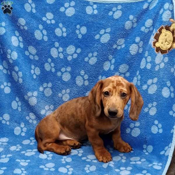 Romeo, Dachshund Puppy