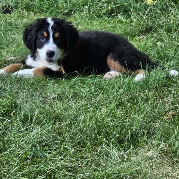 Zeus, Bernese Mountain Dog Puppy