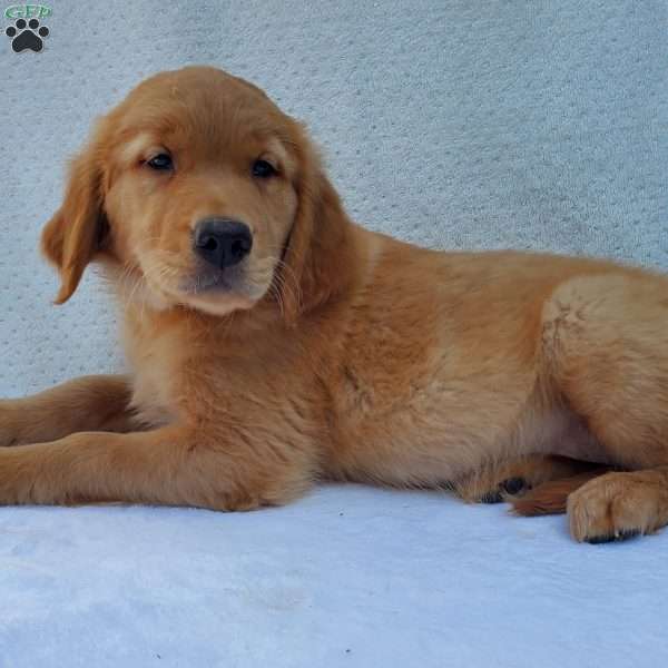 Laina, Golden Retriever Puppy