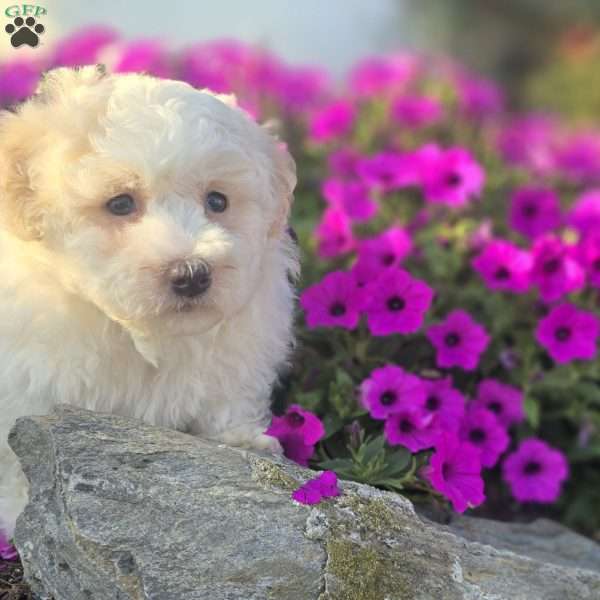 Dexter, Bichon Frise Puppy