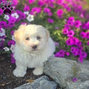 Dexter, Bichon Frise Puppy