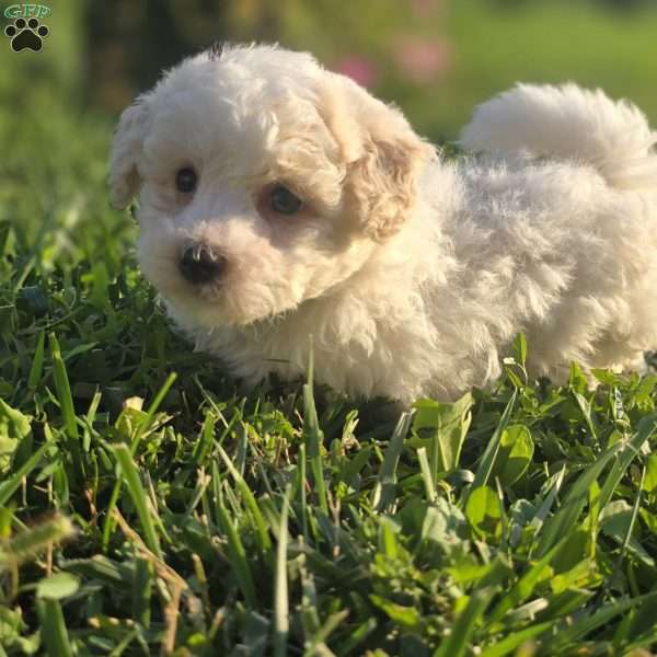 Duke, Bichon Frise Puppy