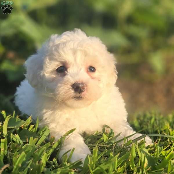 Dolly, Bichon Frise Puppy