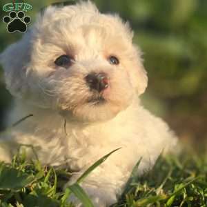 Dolly, Bichon Frise Puppy